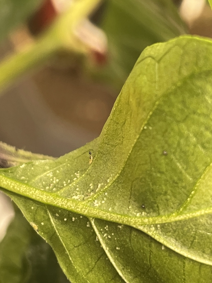 Насекомы на перце