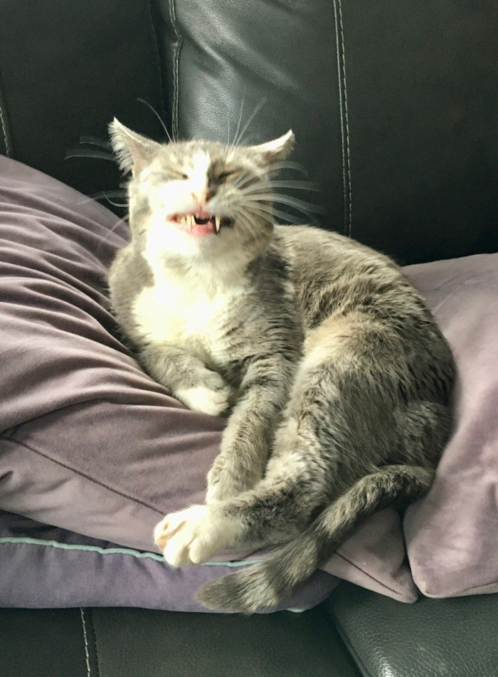 Страшнее кошки зверя нет...