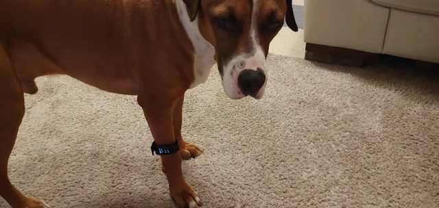 Когда в офисе заставили участвовать в соревновании по количеству шагов