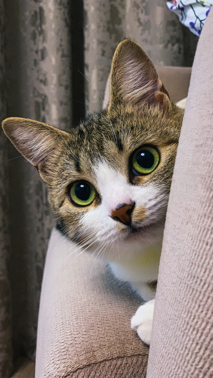 ����� ����