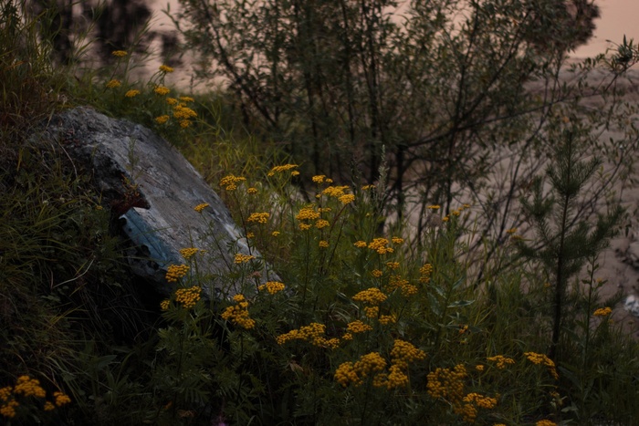 Дикий берег