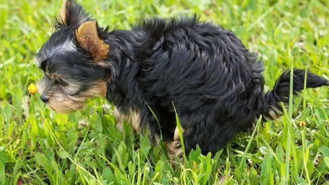 Собачьи фекалии на пастбищах представляют опасность для коров и телят Бродячие собаки, Собака
