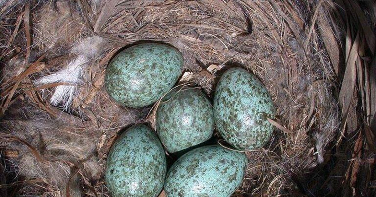 Какого цвета яйца птиц. Яйца вьюрка гнезде. Грачиные яйца в гнезде. Гнездо вороны. Яйца вороны.