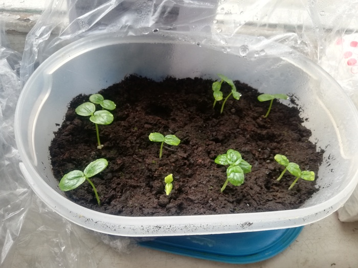 Маракуйя. Продолжаем наблюдения