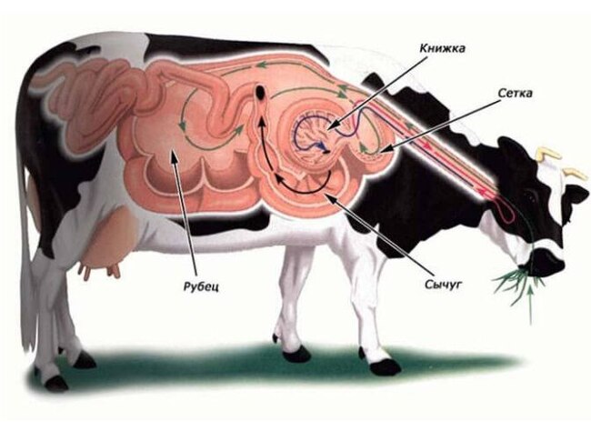 Чего только не творится в рубце коров | Пикабу