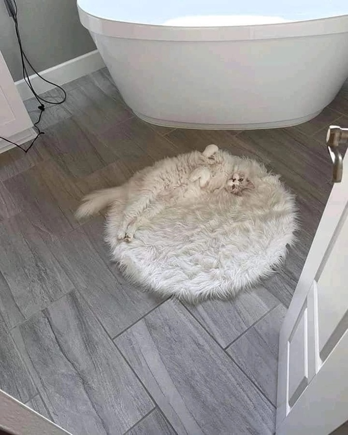      , , , , , , 