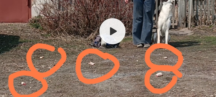 Рутина дрессировки. Работа с раздражителями