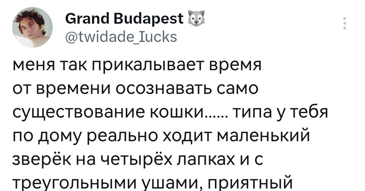 Правда и котики телеграмм