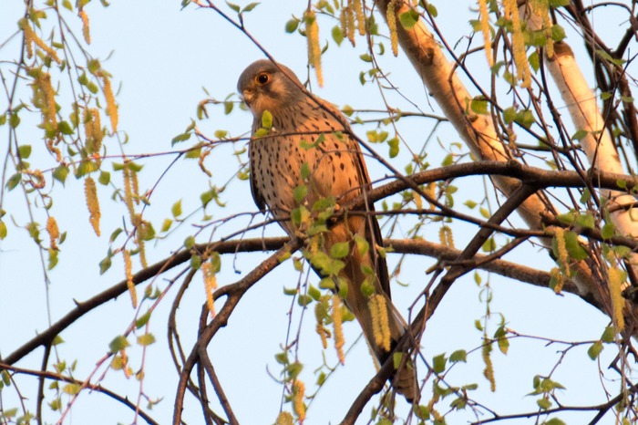 Пустельга на закате
