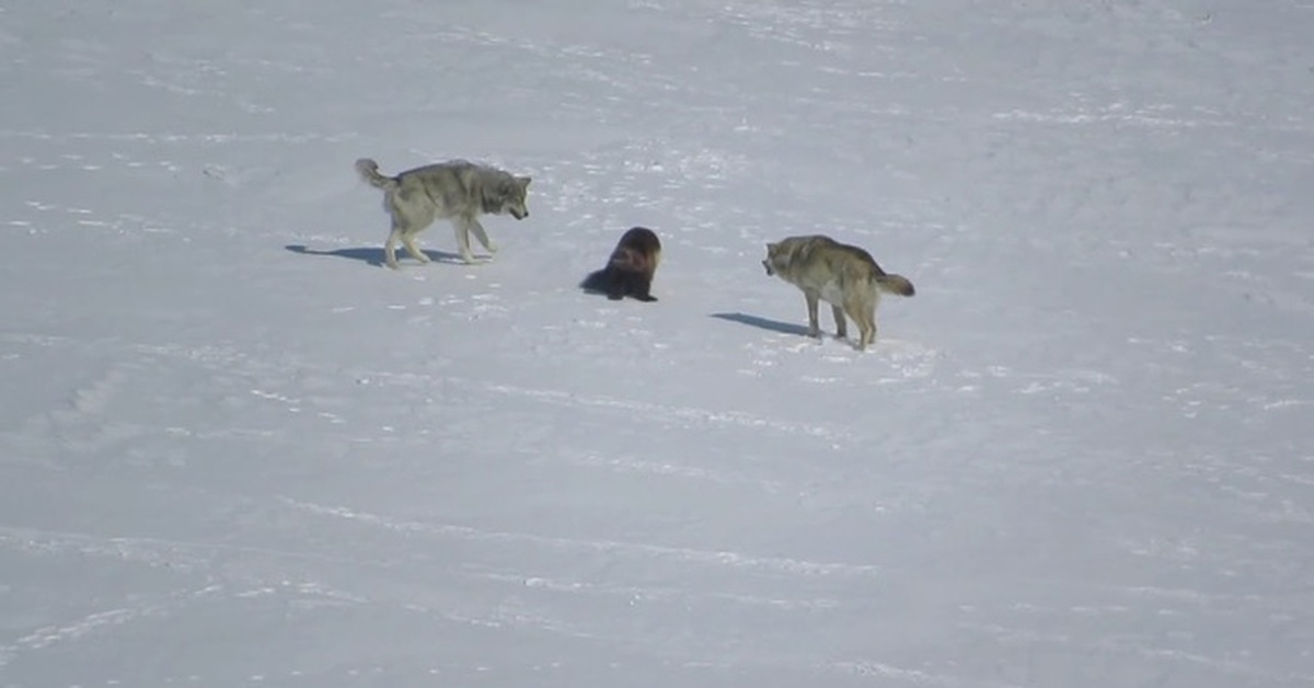 росомаха против волка
