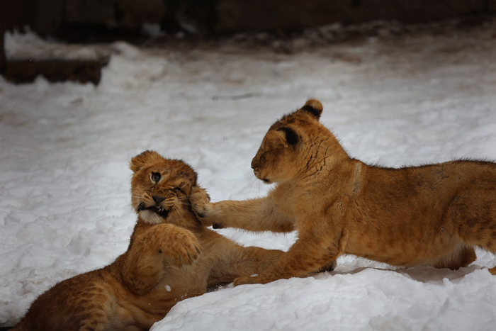 Шрам и Муфаса, начало