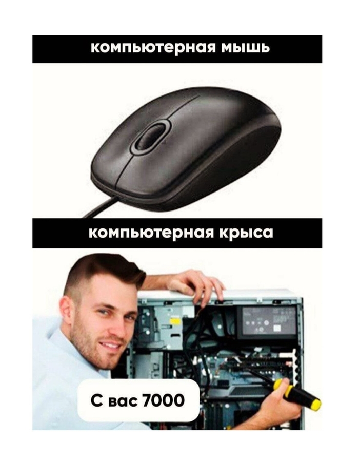 Разница между мышью и крысой