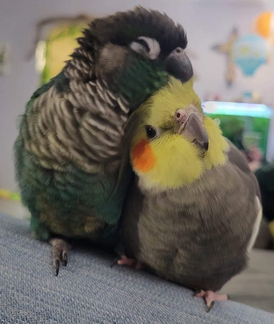 Дружба крепкая