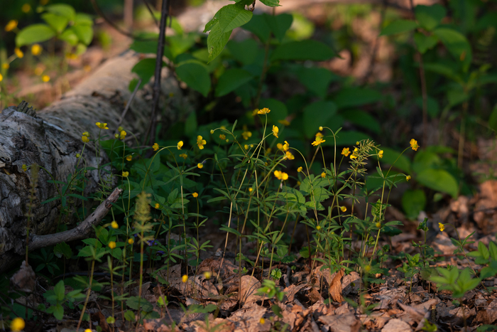 �������� �����������