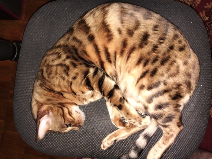 Paradox interactive. Triumph studios. Пост благодарности. Age of Wonders 4