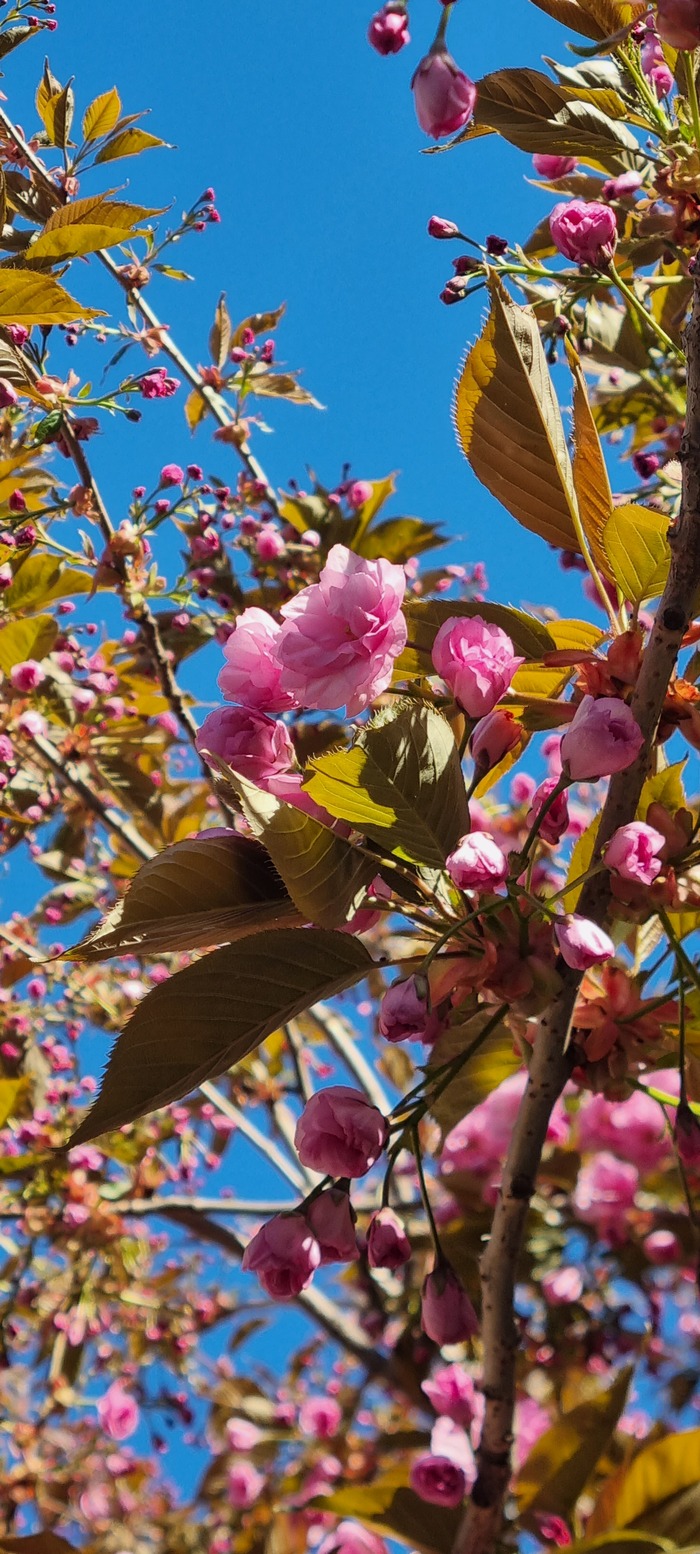 Когда яблони цветут