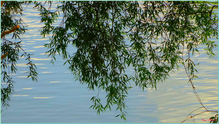 Ива...ветви над водой