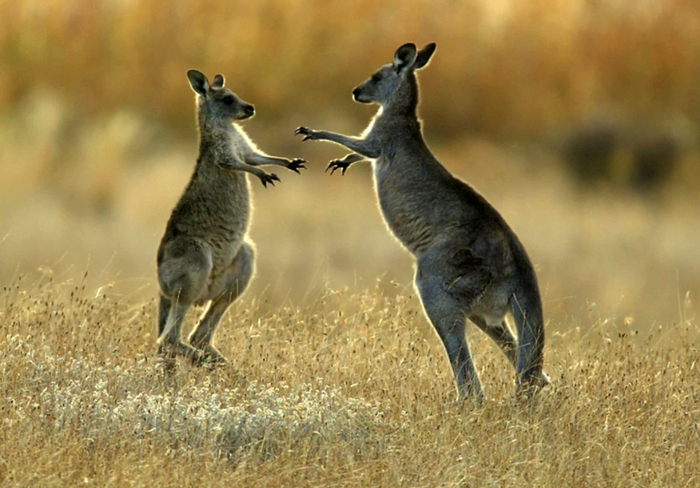 Австралия должна отстреливать кенгуру, чтобы они не умерли с голода Экология, Ученые, Исследования, Наука, Животные, Кенгуру, Австралия, Длиннопост