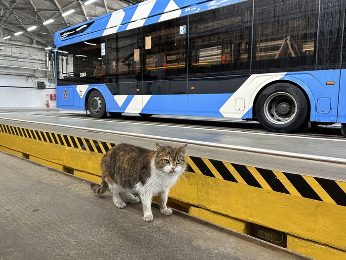 Недовольное