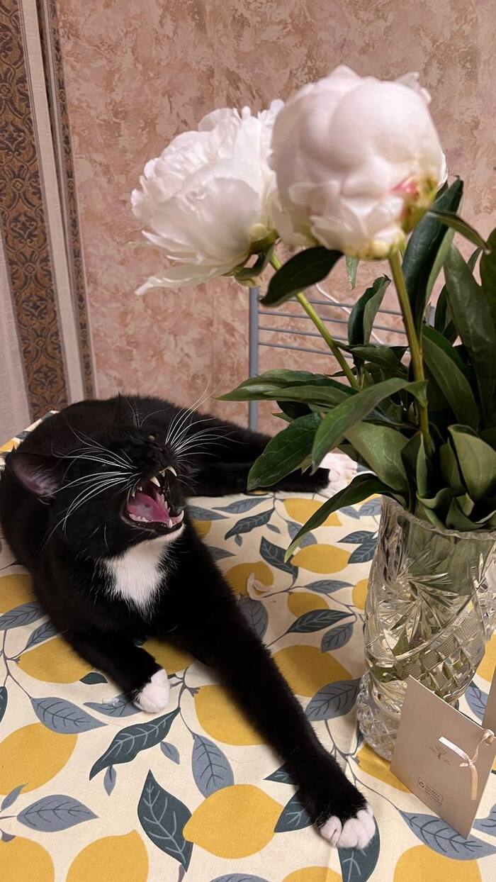 Моим 4 подписчикам...