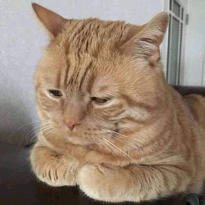 Обидели котика