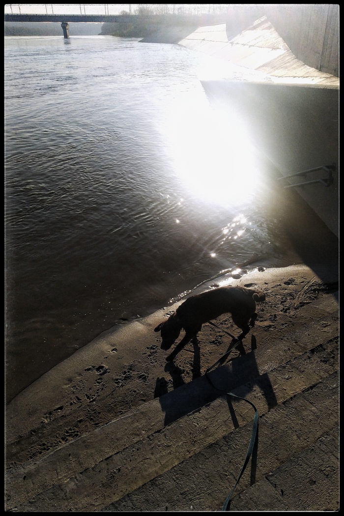 Солнечный пес