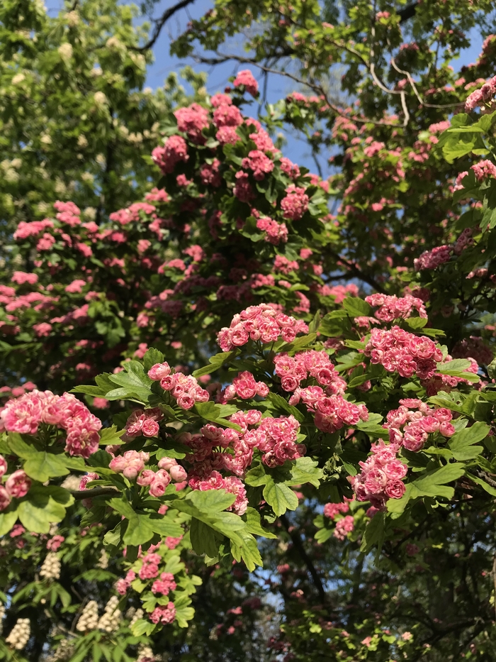 ����� ������ � ����� +25