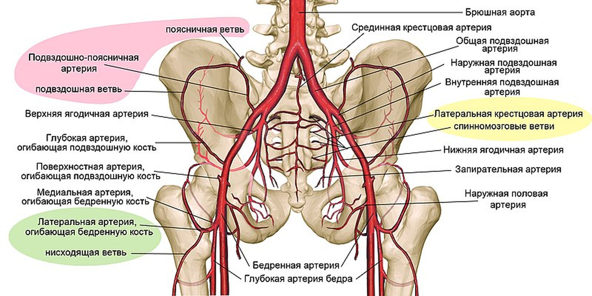 Кровообращение костей. Ветви внутренней подвздошной артерии. Ветви общей подвздошной артерии схема. Ветви наружной подвздошной артерии анатомия. Ветви внутренней подвздошной артерии анатомия.