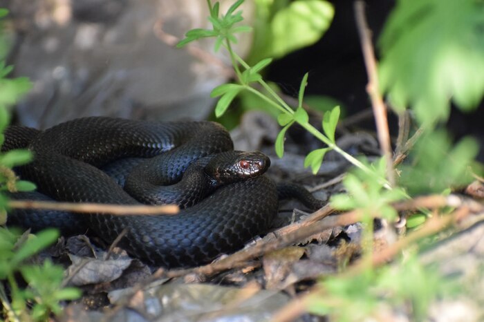 Vipera nikolskii , , ,  