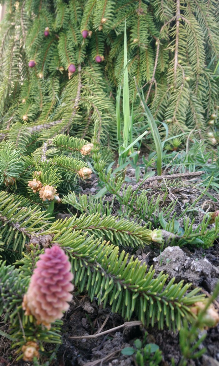 Фробург зацвёл