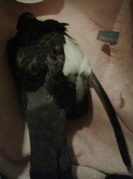 Моя семья и другие звери | Пикабу