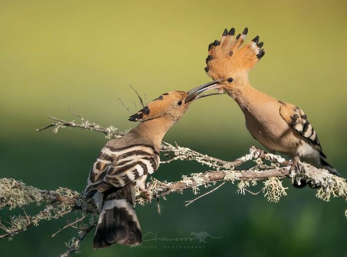 Кушай, любимая