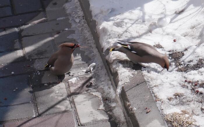 Свиристели