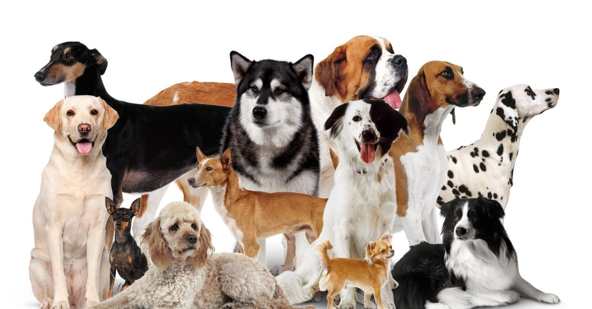 Все породы собак картинки