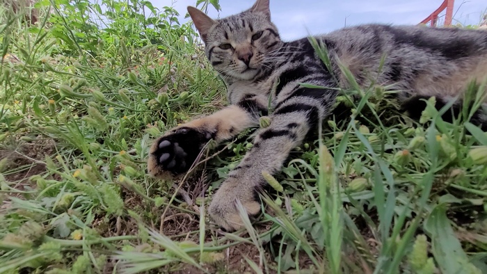 Кот в тенёчке