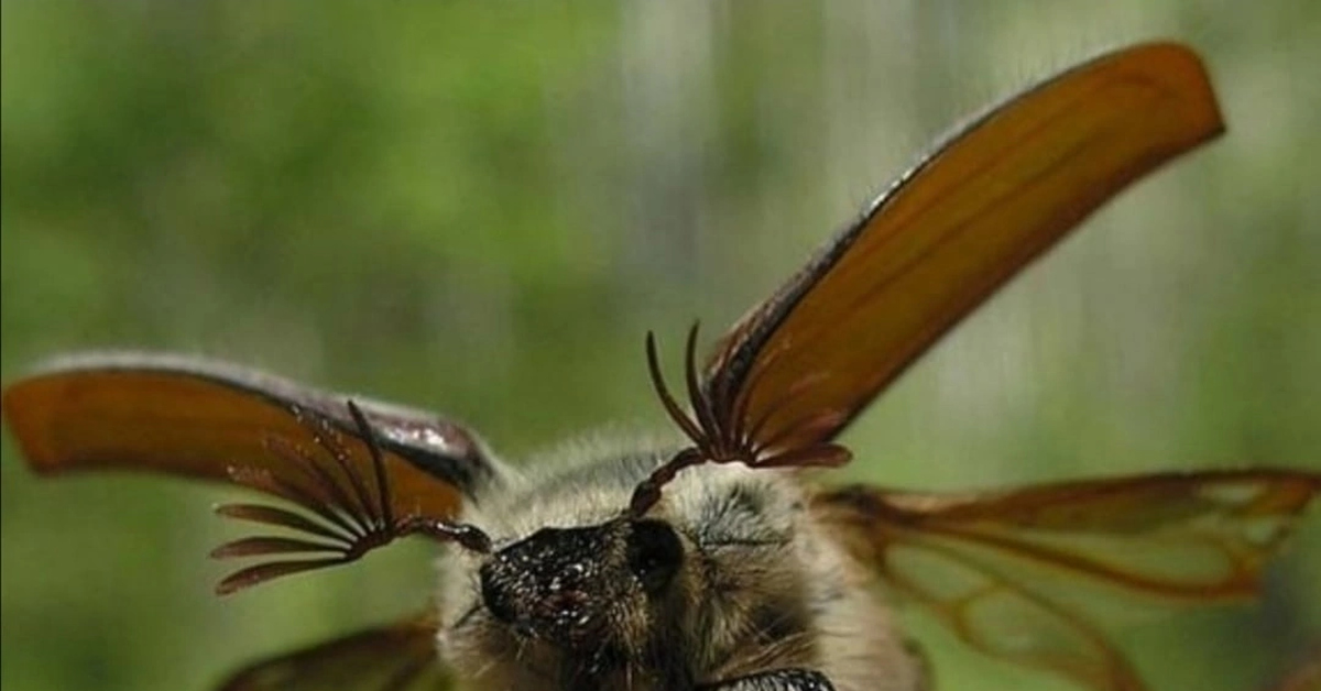 Майский | Пикабу