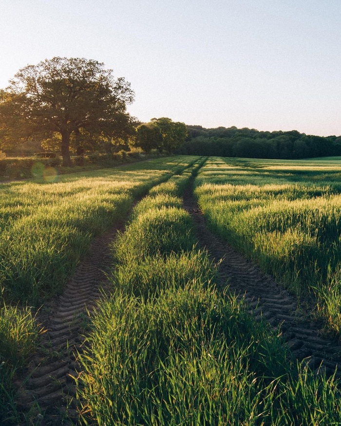 Запах летней травы