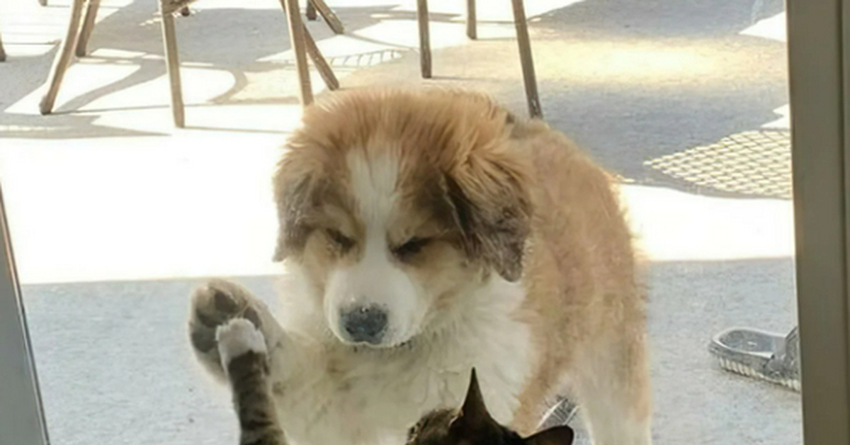 Эвтаназия бездомных собак в регионах. За и против | Пикабу