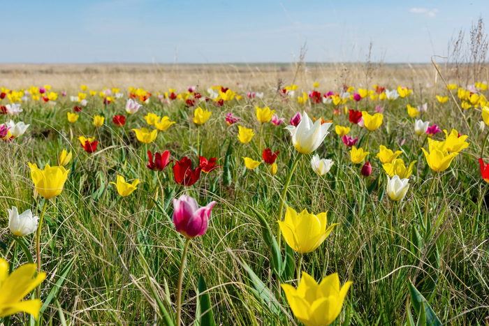 Красота степей Оренбуржья.Тюльпан Шренка