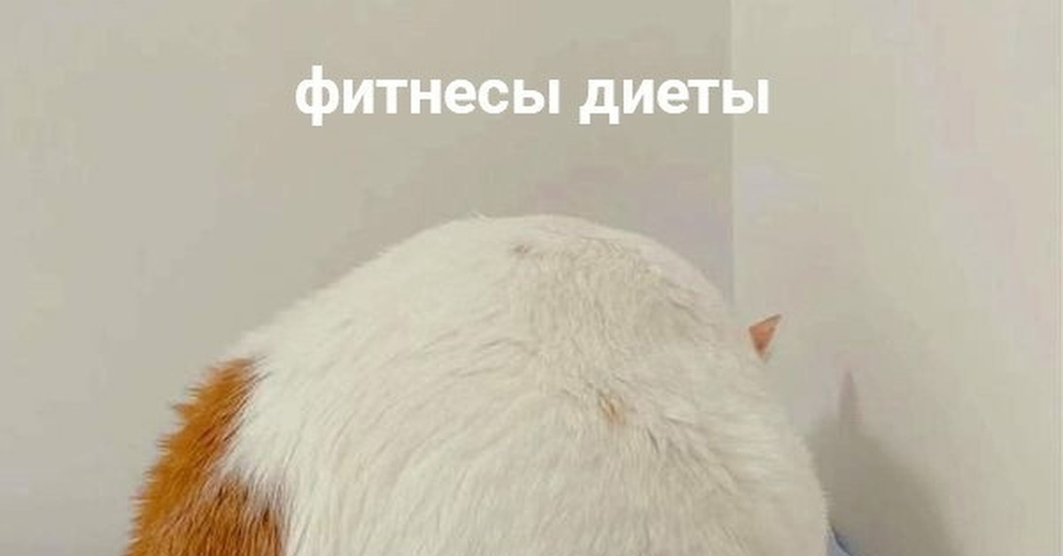 Круглый кот | Пикабу