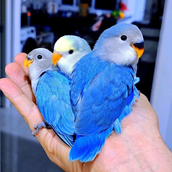 Лазурные дракончики