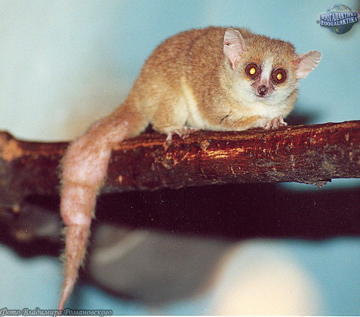 Интересные и необычные факты об ай-ай (Aye-aye)