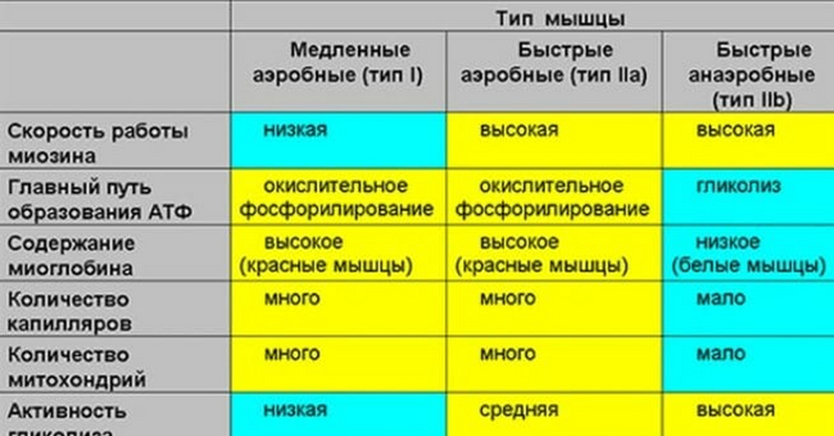 Количество многие. «Сравнительная характеристика типов мышечных волокон». Характеристики мышечных волокон 2 типа таблица. Характеристика медленных мышечных волокон. Характеристика быстрых и медленных мышечных волокон.