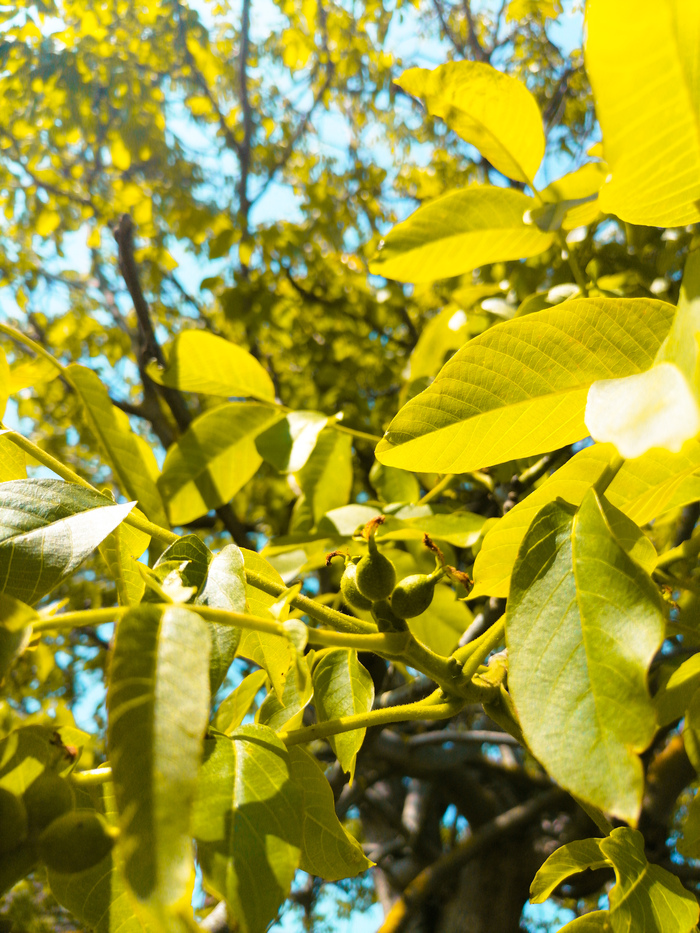 Крым. Грецкие орешки