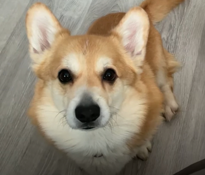 Что необходимо взять для собаки на прогулку? | Пикабу