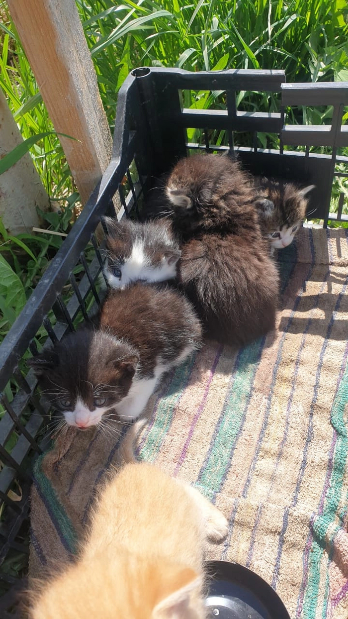 Кто-то подкинул на въезд в СНТ в коробке. Пятерых. Только что забрала их Кот, Спасение животных, Дача, Лето, Видео, Вертикальное видео, Длиннопост, Котята