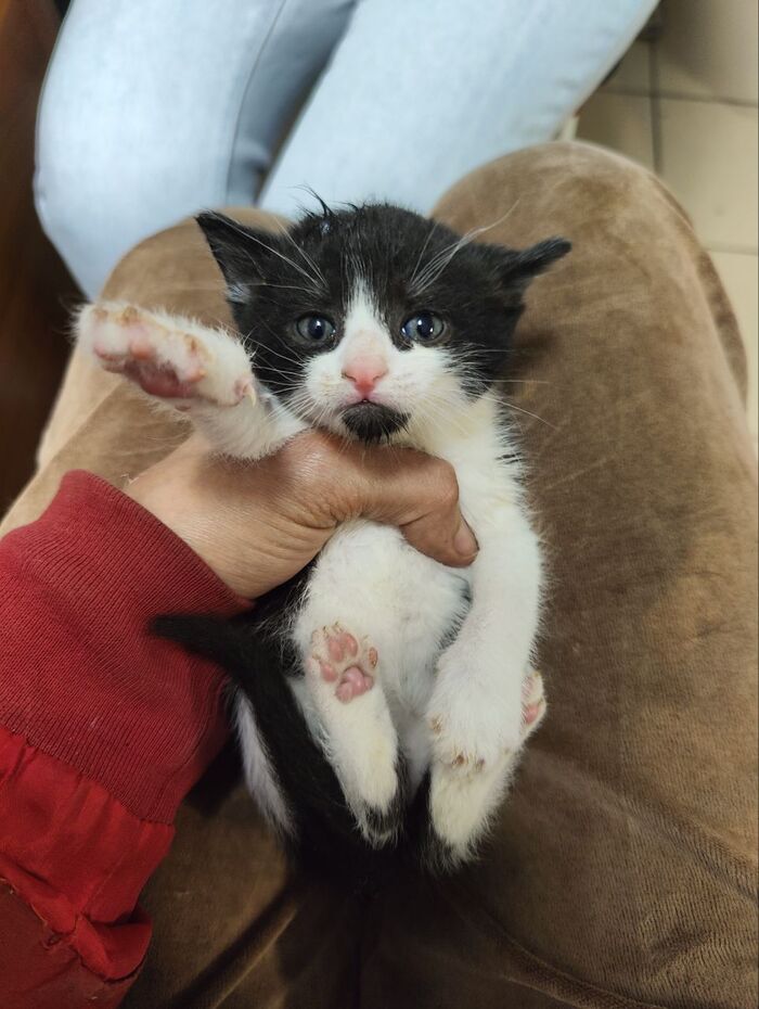 Кто-то подкинул на въезд в СНТ в коробке. Пятерых. Только что забрала их Кот, Спасение животных, Дача, Лето, Видео, Вертикальное видео, Длиннопост, Котята