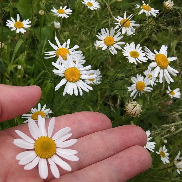 Я запуталась... | Пикабу