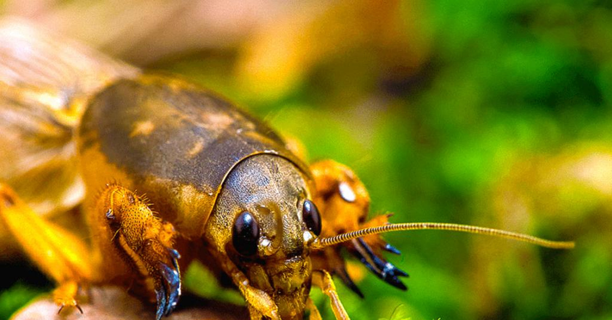 Чем вытравить медведку? | Пикабу