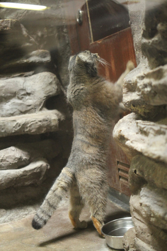 На цыпочках